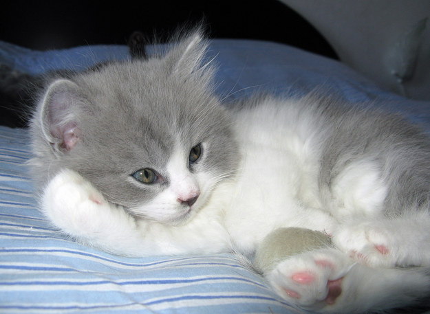 Chaton gris et blanc couché