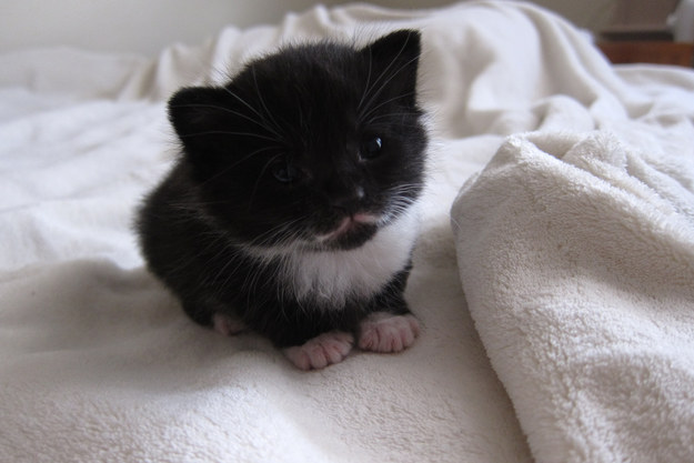 Petit chaton moustachu