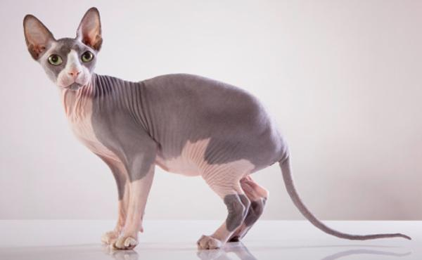 Le Chat Sphynx