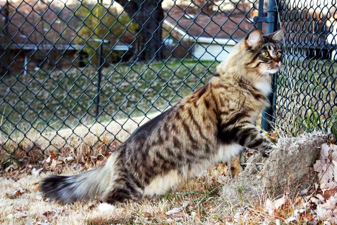 Maine Coon à qui regarde au loin, extérieur