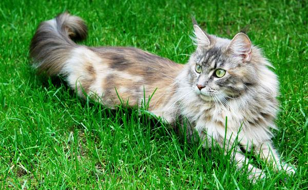 Le Maine Coon