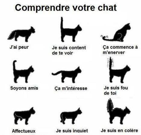 Langage Felin Petit Guide Pour Mieux Comprendre Votre Chat