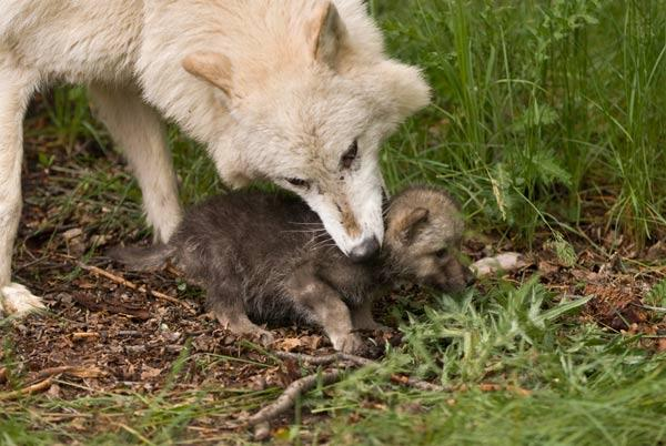 Maman et bébé loup