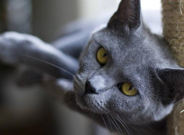 Chat Chartreux