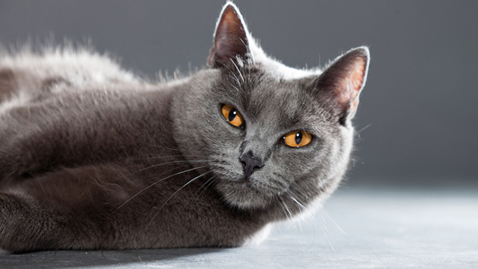 Le Chat Chartreux