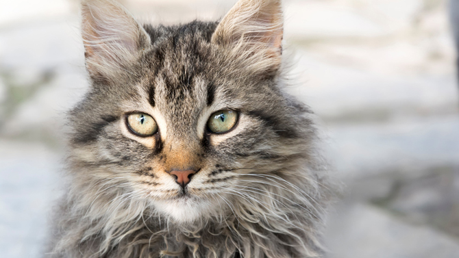 Quand Le Pelage D Un Chat Vous Revele Sa Personnalite