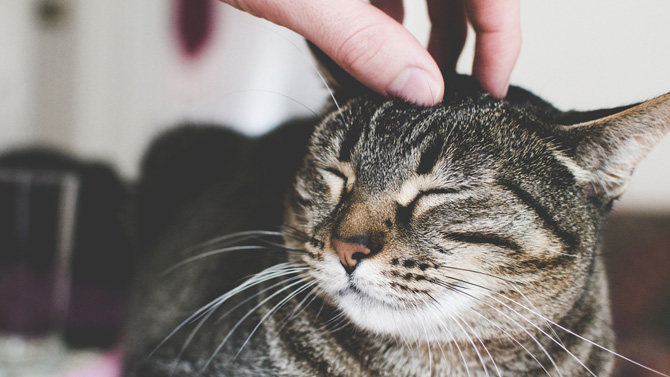 10 Signes Qui Prouvent Que Votre Chat Vous Aime