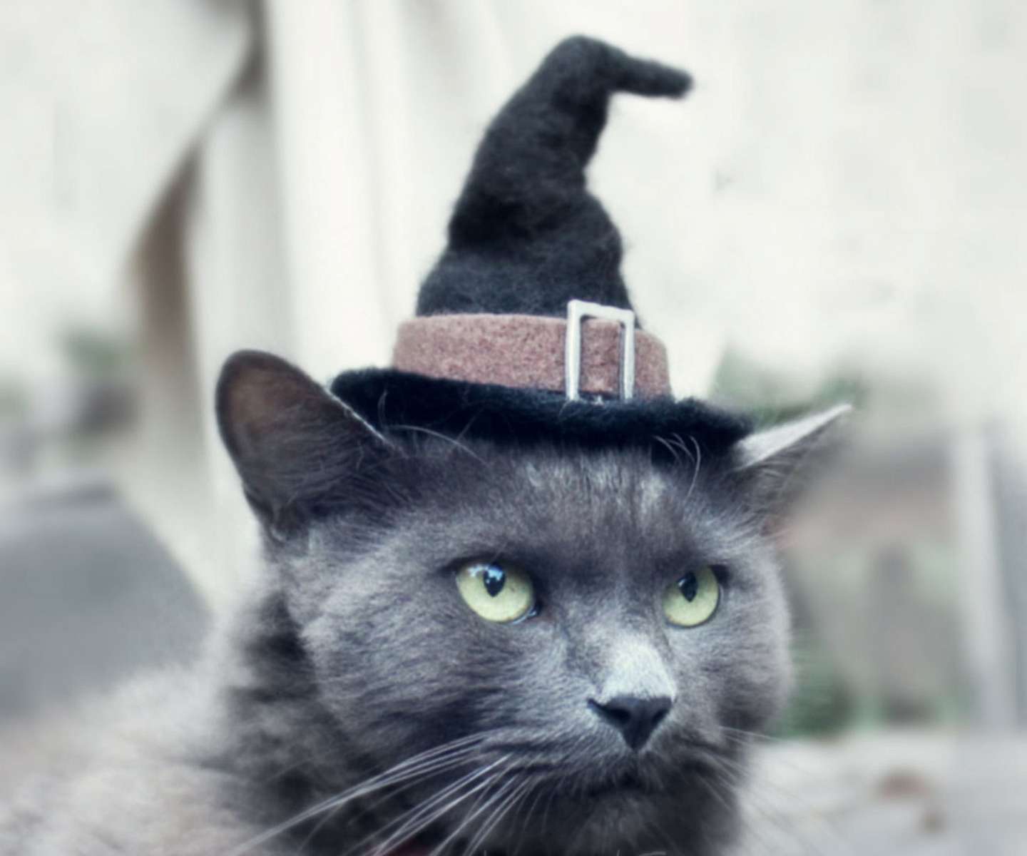 Accessoire de chapeau de sorcière en feutre pour chat