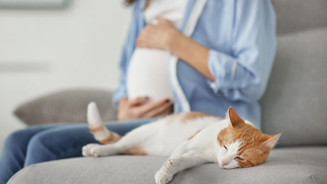 Est Il Dangereux De Vivre Avec Un Chat Lorsqu On Est Enceinte