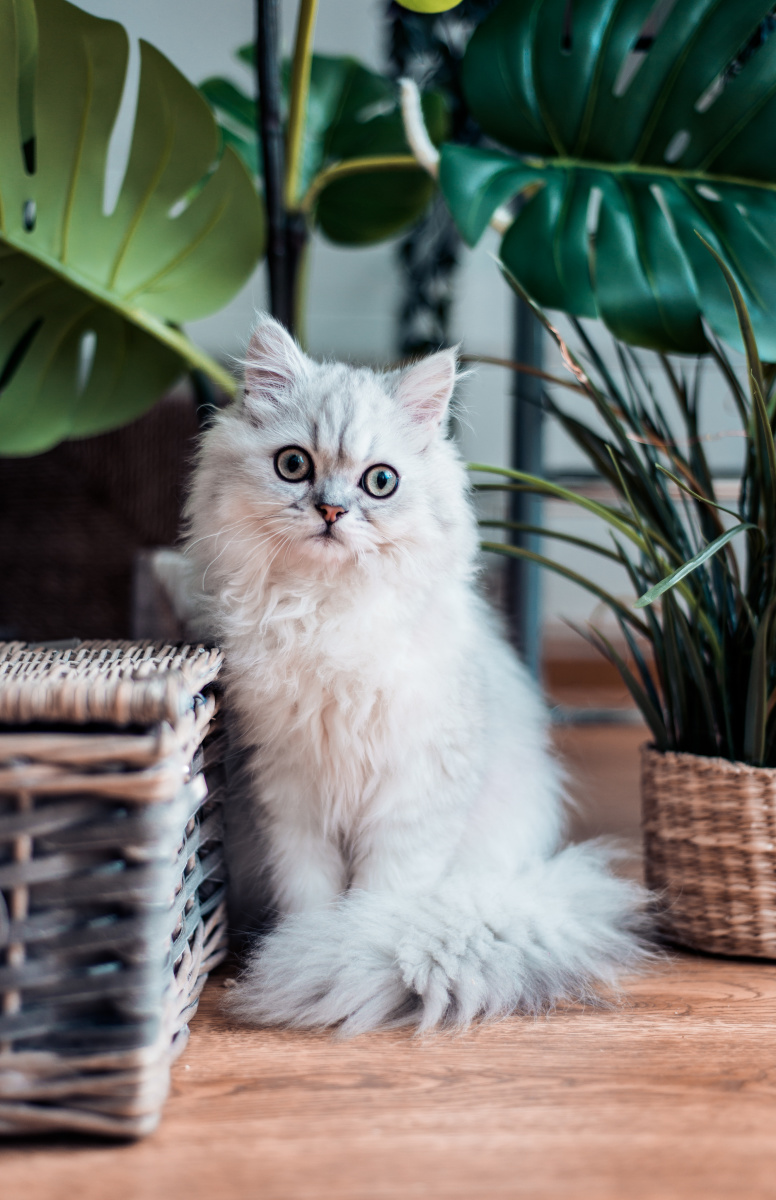 Chat dans des plantes intérieures