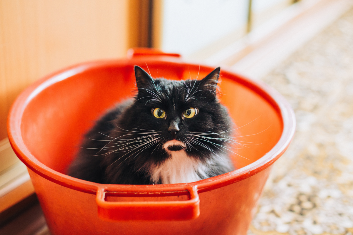 Chat dans un seau