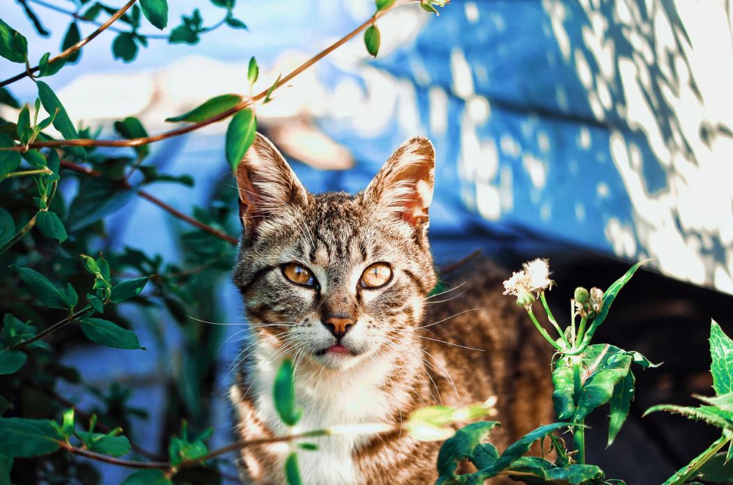 Tondre Son Chat Ou Son Chien Bonne Ou Mauvaise Idee