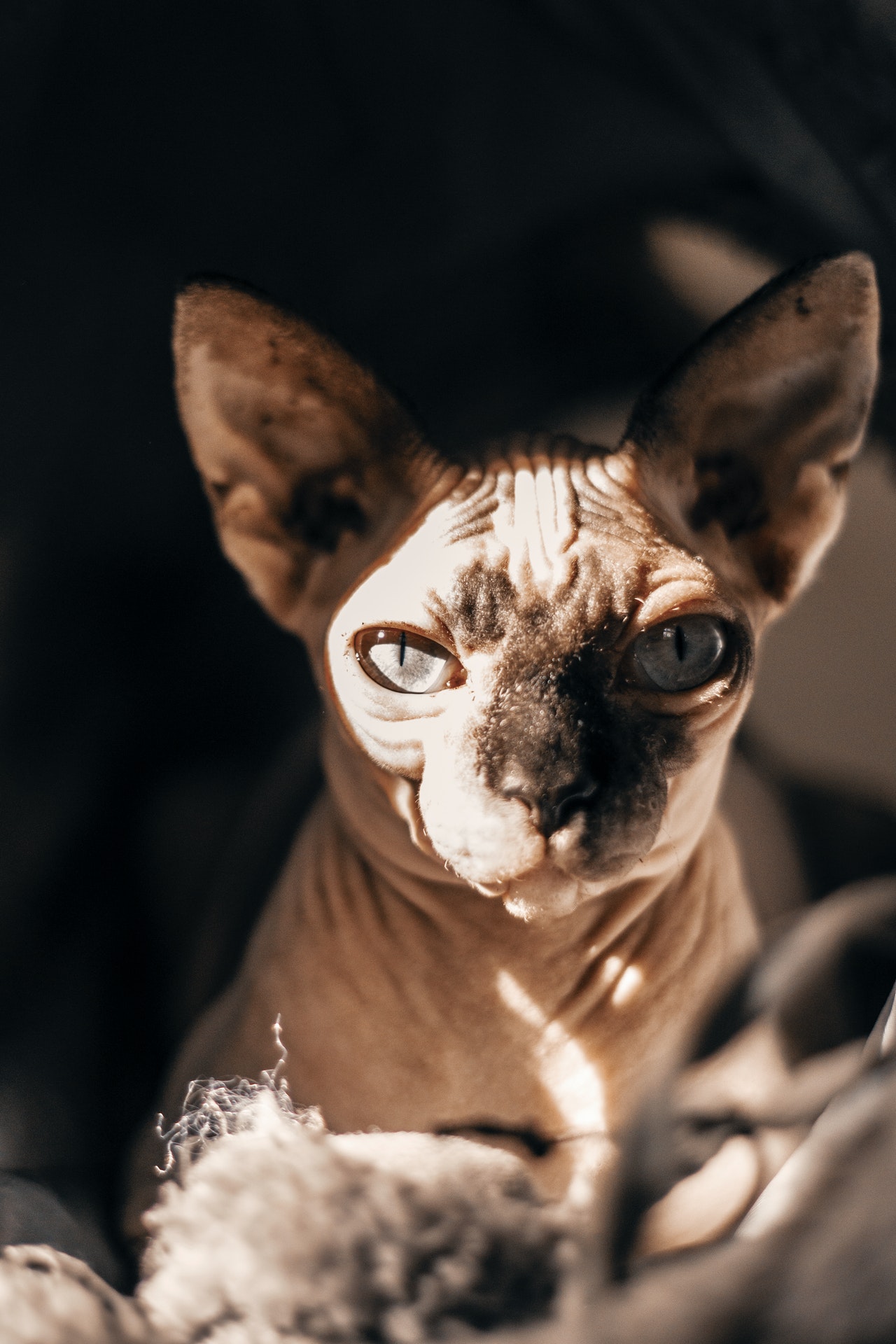 Le Chat Sphynx