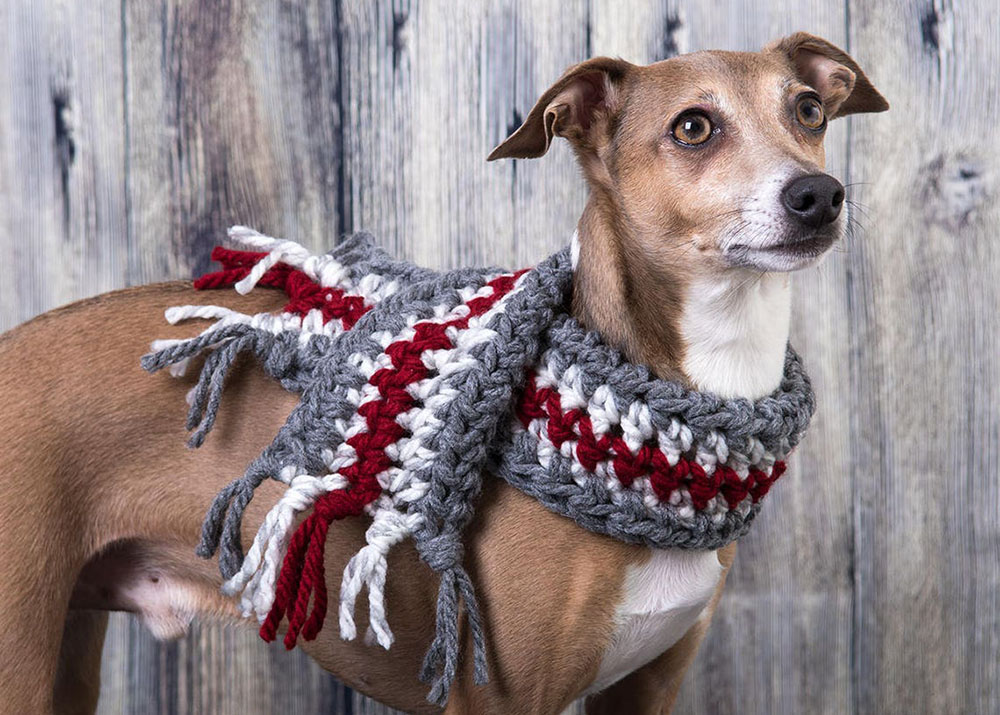 Un chien portant un foulard