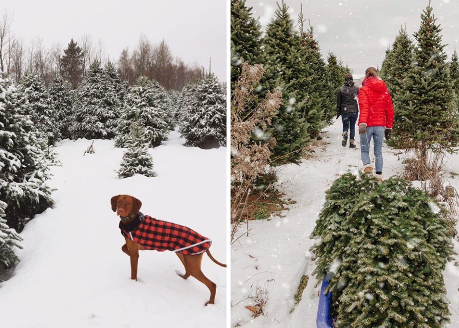 Sapin de Noël naturel 2021 5 endroits où couper son sapin
