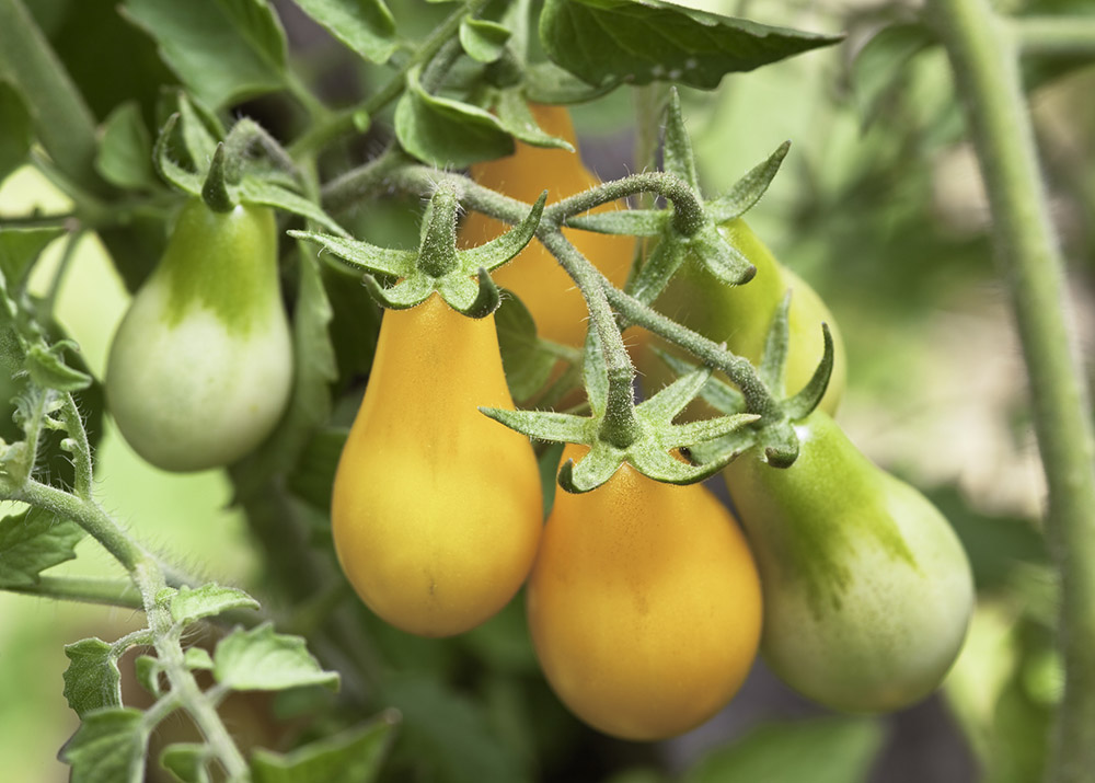 Yellow Pear tomatoes on vine in the garden.