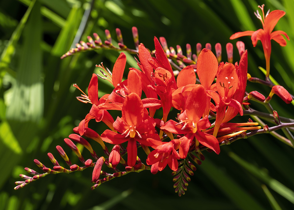 Crocosmia 'Lucifer' a red spring summer bulbous flower plant stock photo image