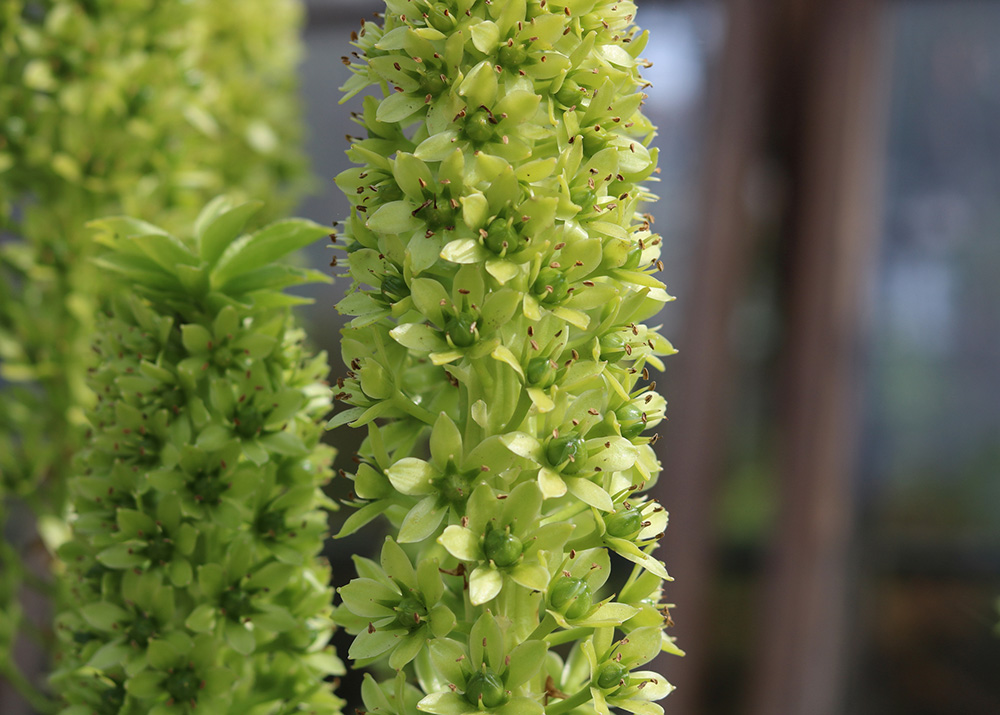 Healthy green eucomis or pineapple plant blooms with copy space