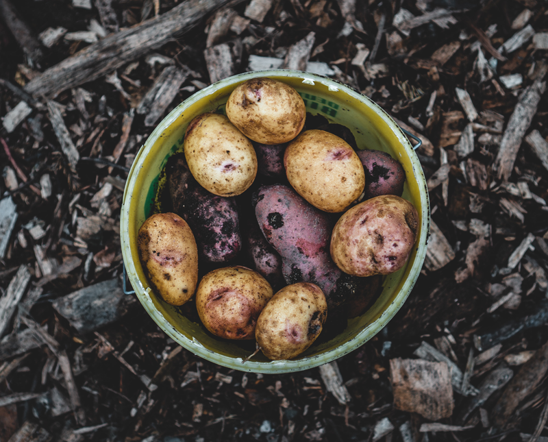 Récolte patate