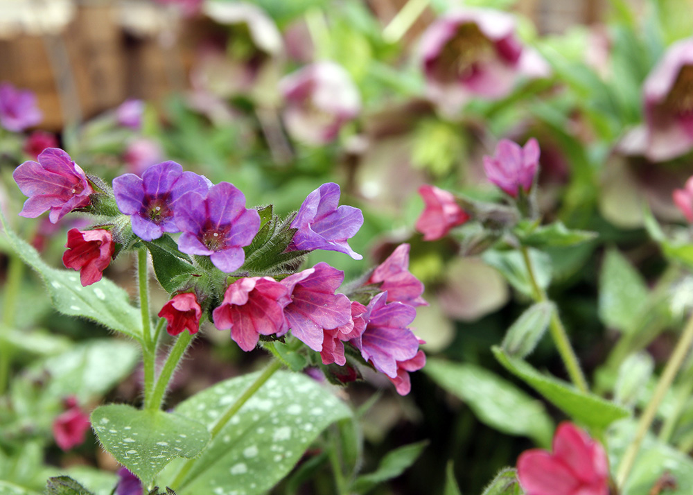 Pulmonaria with Lenten rose in the background