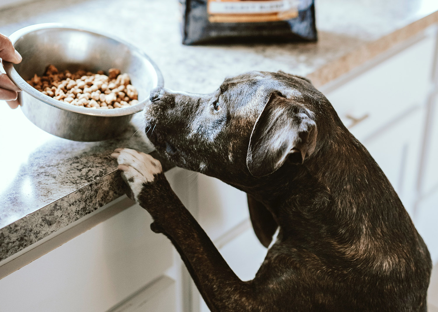 Un chien regarde son bol