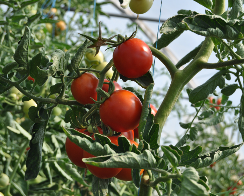 Plant tomates