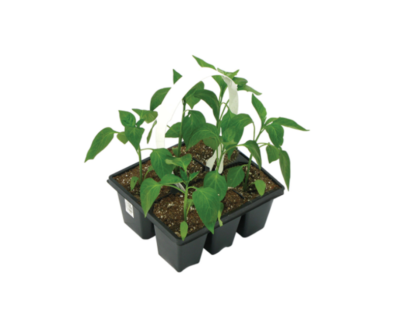 Plant poivrons