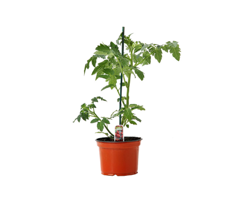 Plant tomates