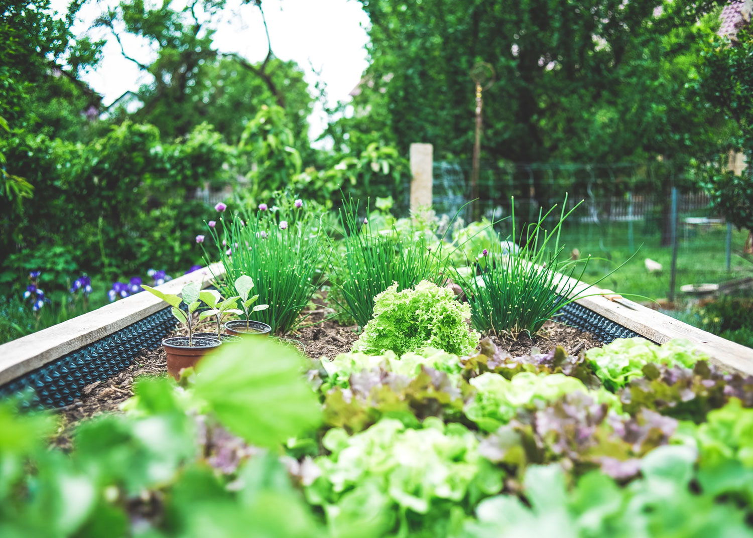 jardin avec différentes sortes de légumes