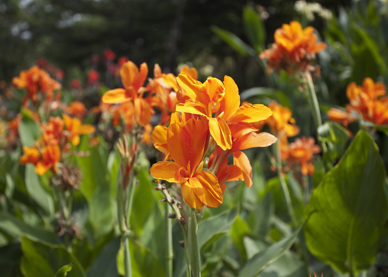 Orange Canna flower plants