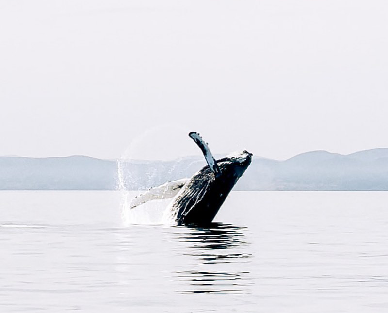 Baleine Tadoussac Cote-Nord