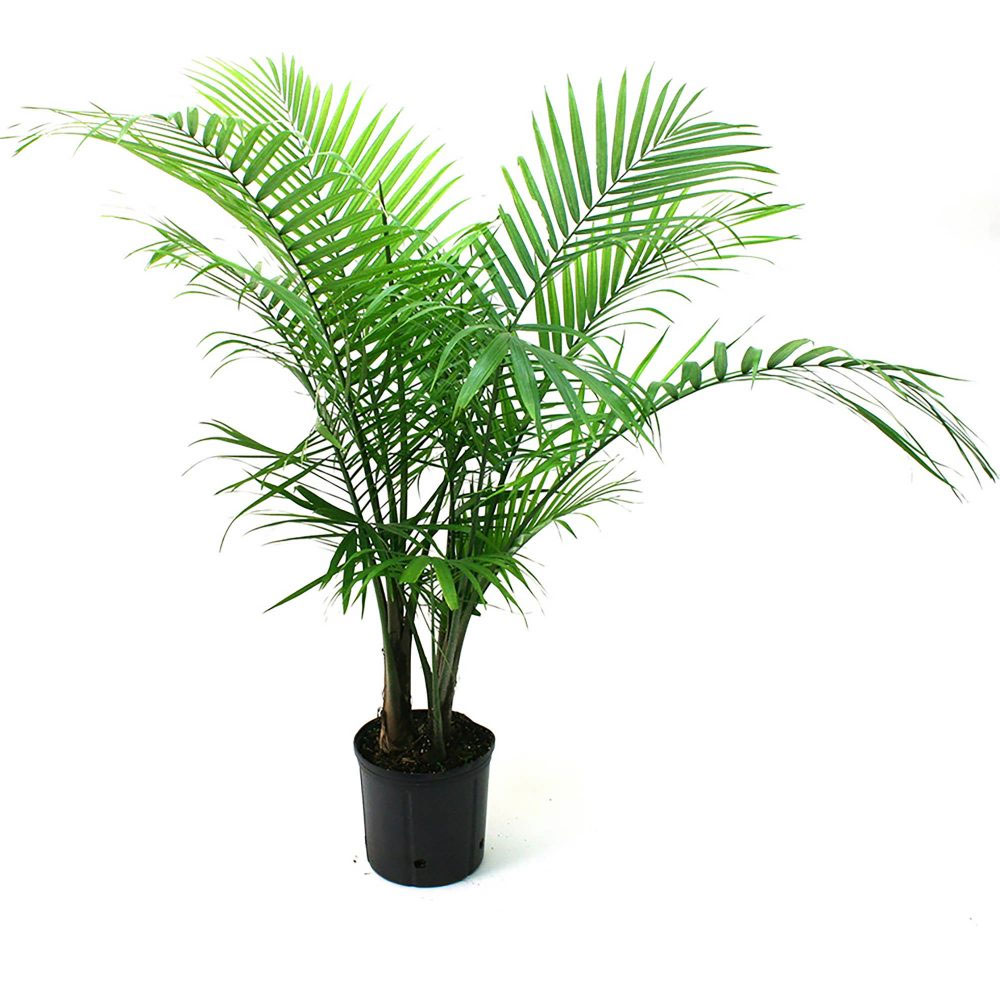 palmier 