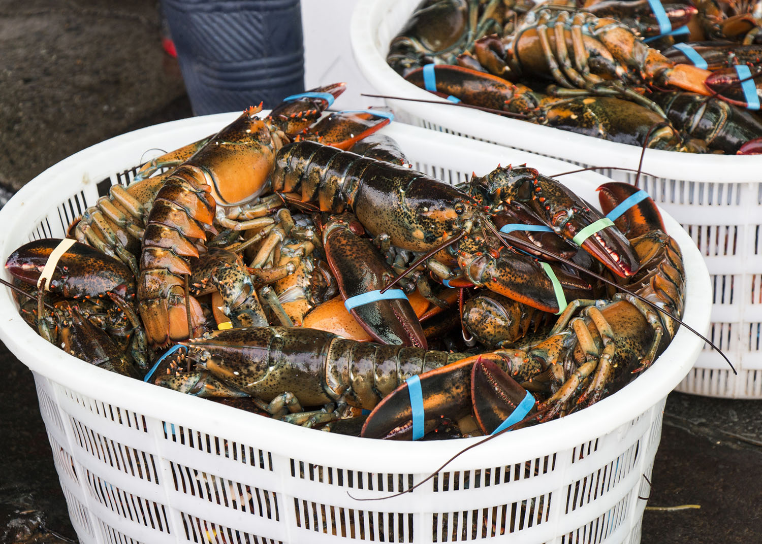 Fresh Lobster in the Basket at  Seafood Market