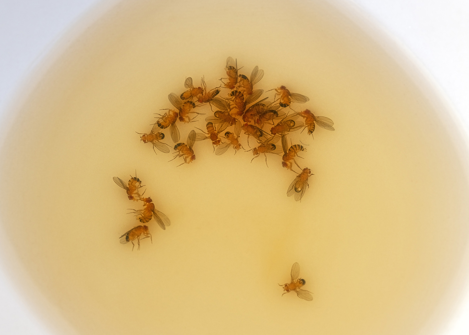 View from above on dead fruit flies in a small white ceramic bowl