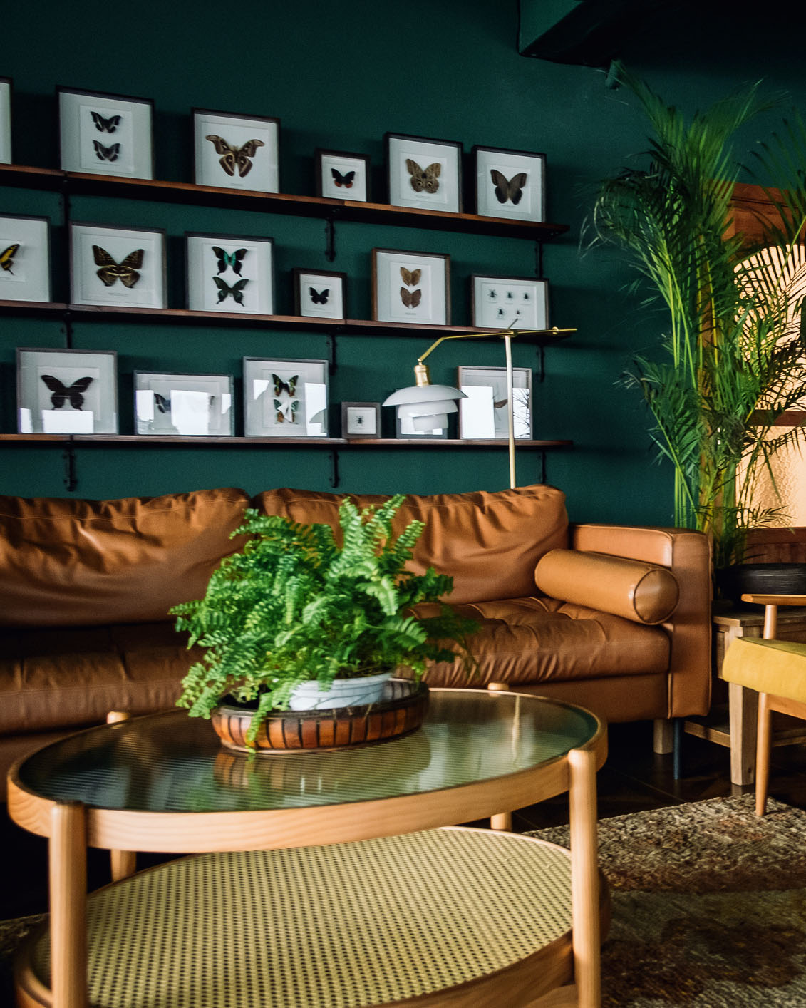 A stylish living room interior with brown and yellow coloured furniture and wooden elements with dark green coloured wall. Decorated with plants and butterfly specimen