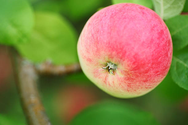 Originating in New Brunswick, New Jersey,and introduced in 1974, the Vista Bella apple has an attractive  pink and purplish hues in the sunshine. An early ripening apple with a crisp creamy white flesh and a sweet aromatic flavour reminiscent of raspberry. An excellent eating apple.