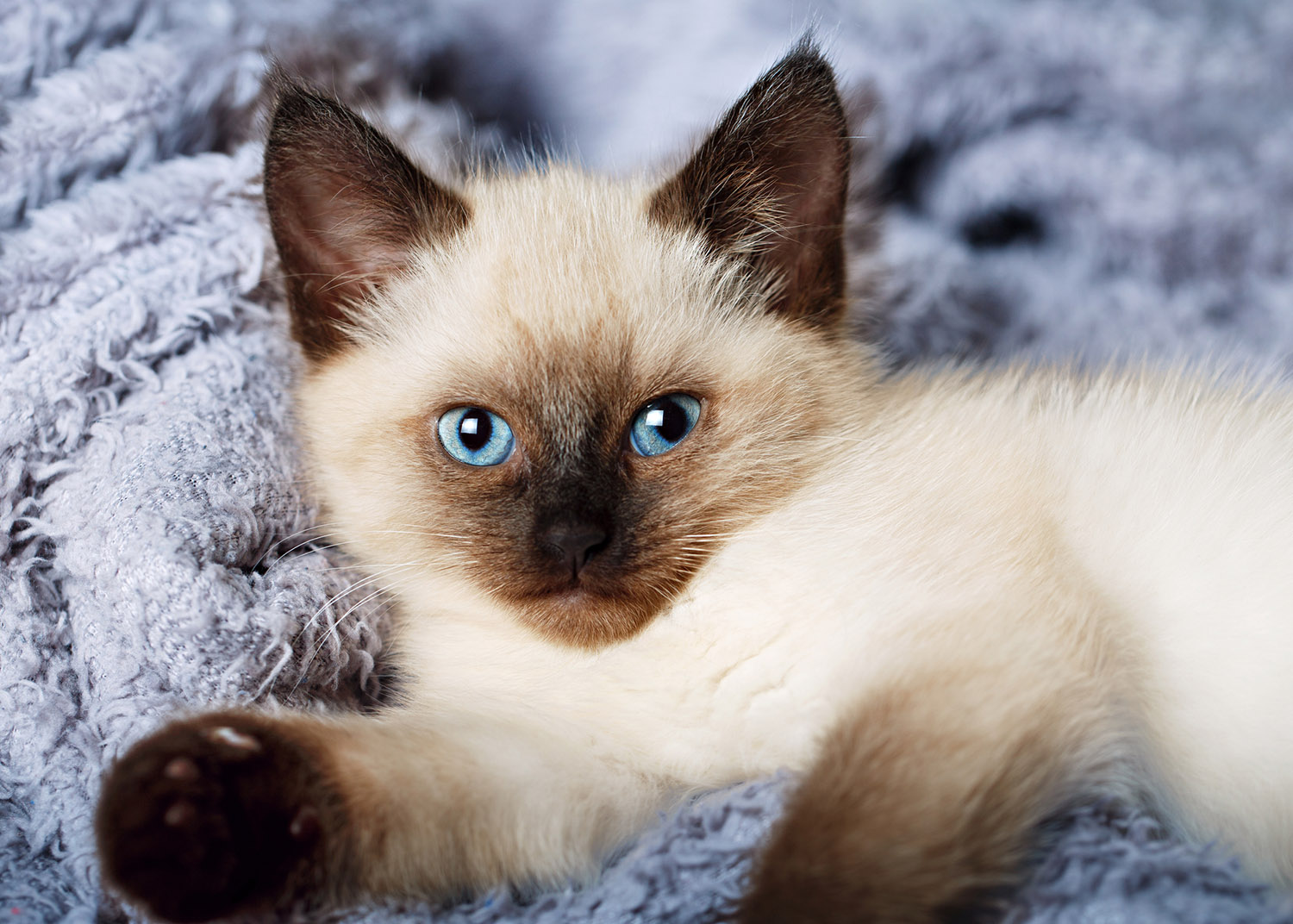 Kitty cat with blue eyes, Balinese cat