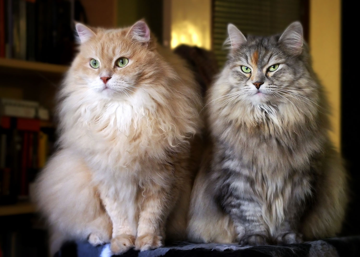 Portrait of Cesare and Cleopatra, Siberian cats.
