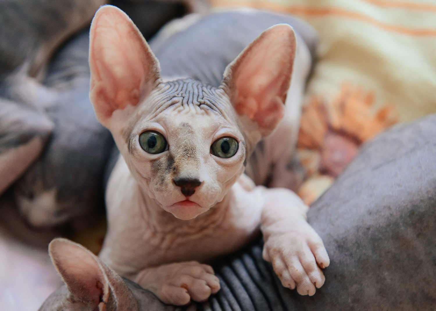 Sphinx cat lying with his brothers and relax