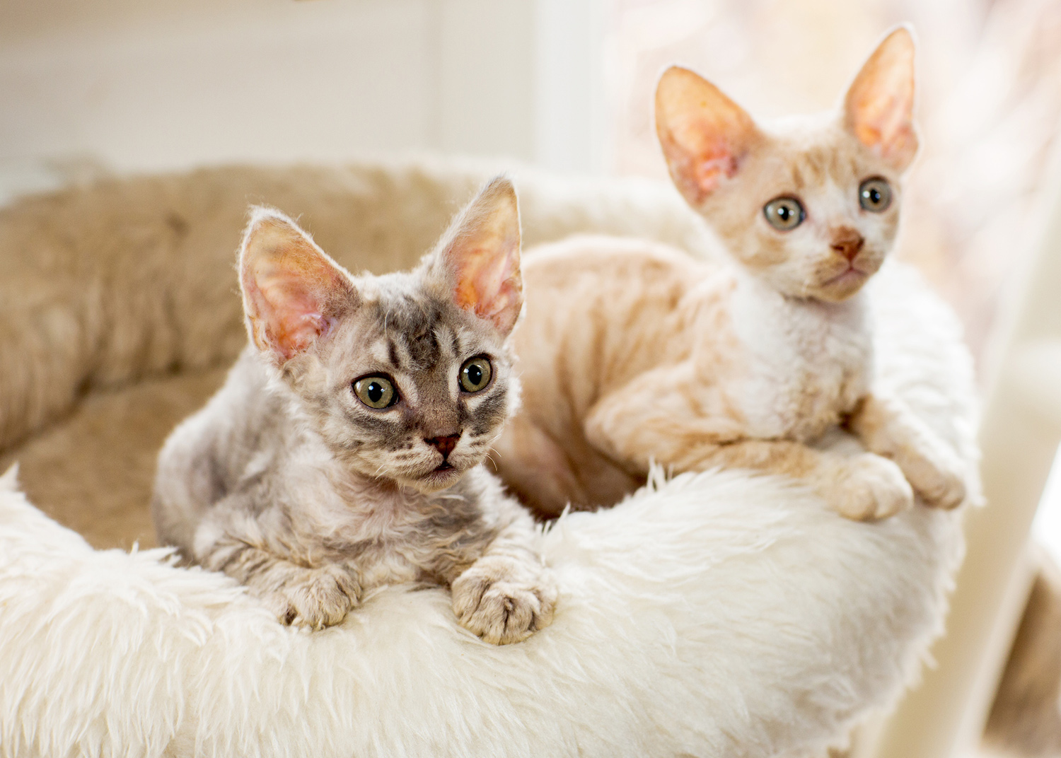 Cute two kittens Cornish Rex peering with plush basket.