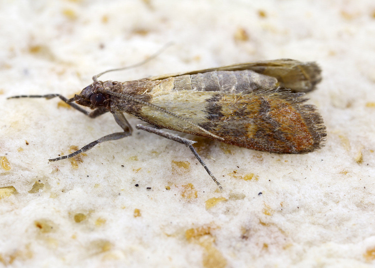 The Indianmeal moth (Plodia interpunctella), also spelled as Indian meal moth and Indian-meal moth, is a pyraloid moth of the family Pyralidae. Alternative common names are weevil moth, pantry moth, flour moth or grain moth. The almond moth (Cadra cautella) and the raisin moth (Cadra figulilella) are commonly confused with the Indian-meal moth due to similar food sources and appearance. The species was named after being noted for feeding on Indian-meal or cornmeal and it does not occur natively in India as the aberrant usage of Indian meal moth would suggest. It is also not to be confused with the Mediterranean flour moth (Ephestia kuehniella), another common pest of stored grains.