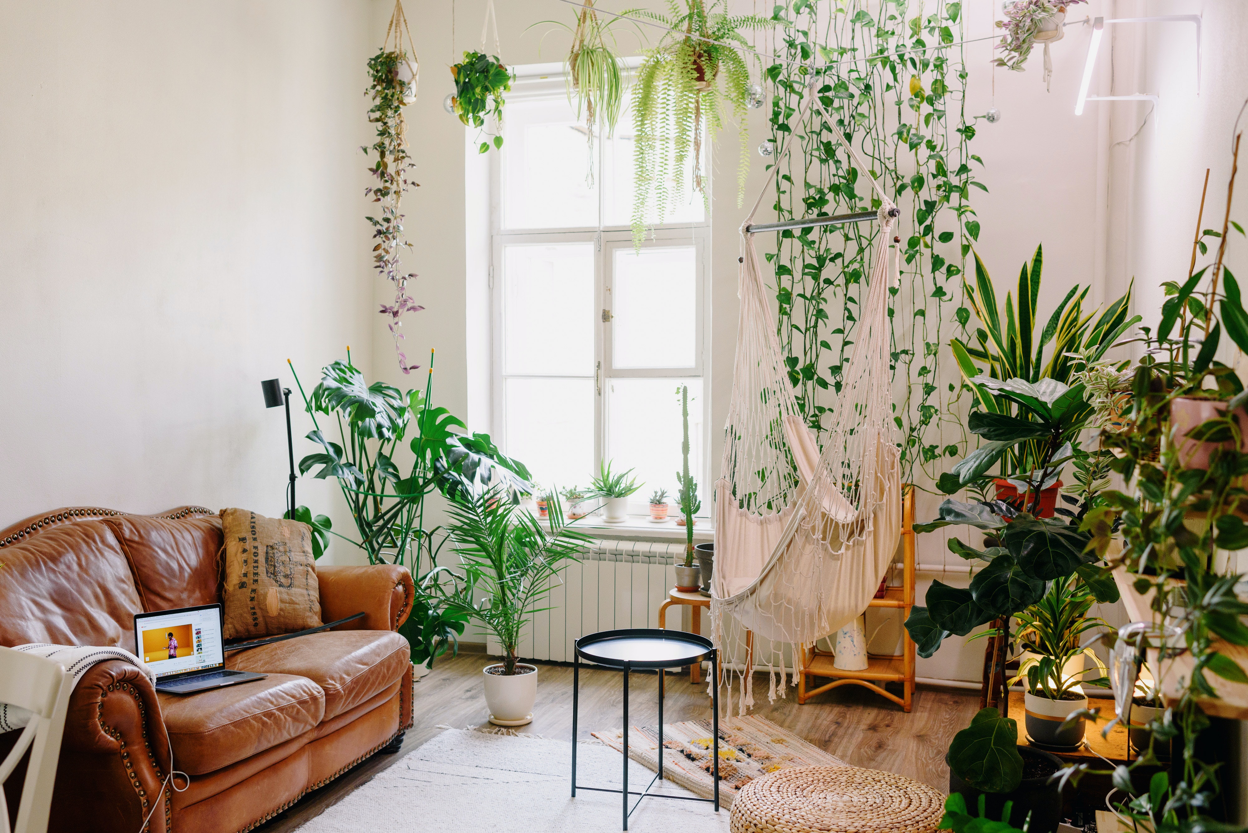 Salon avec des plantes