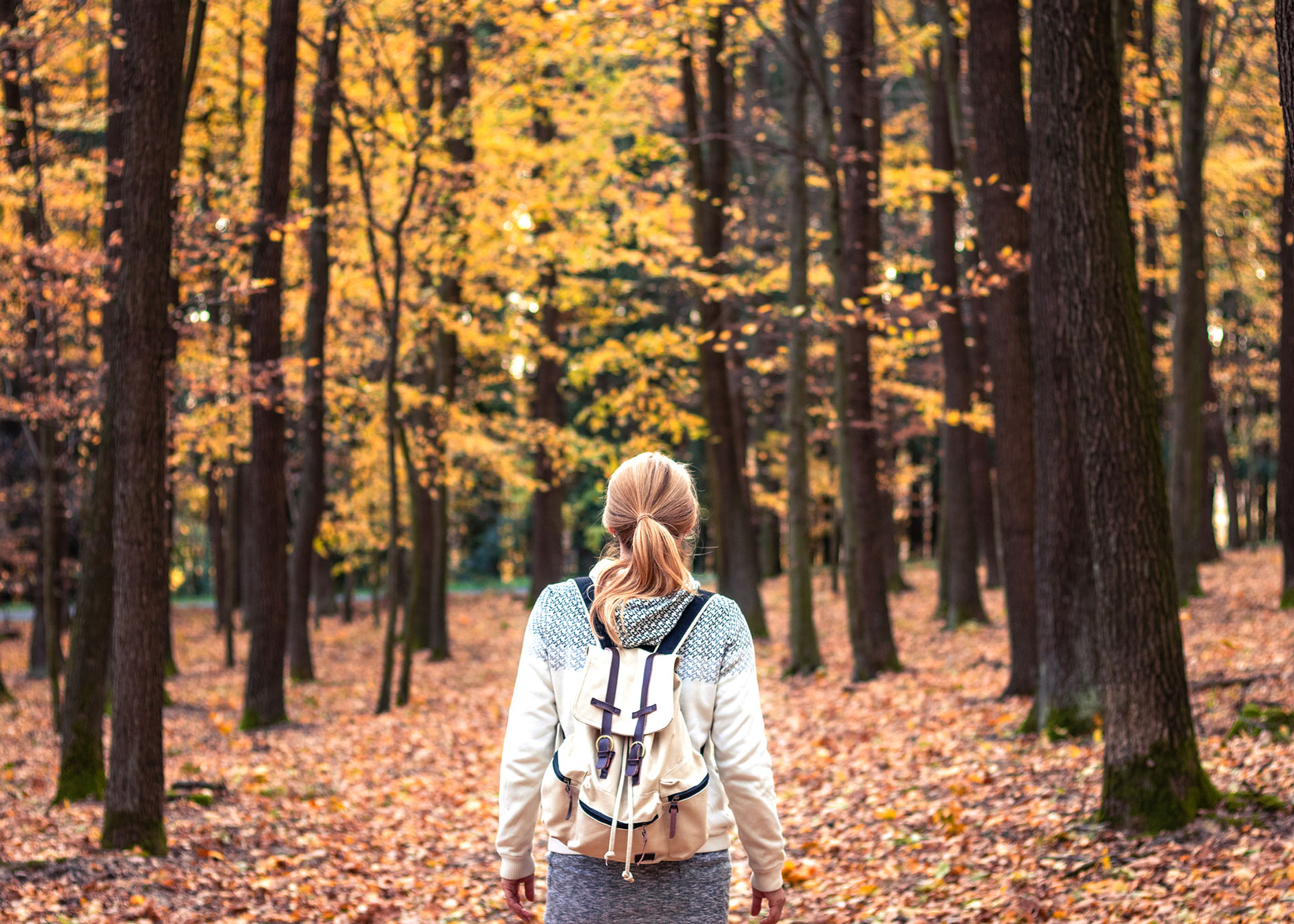 Carte des couleurs automne