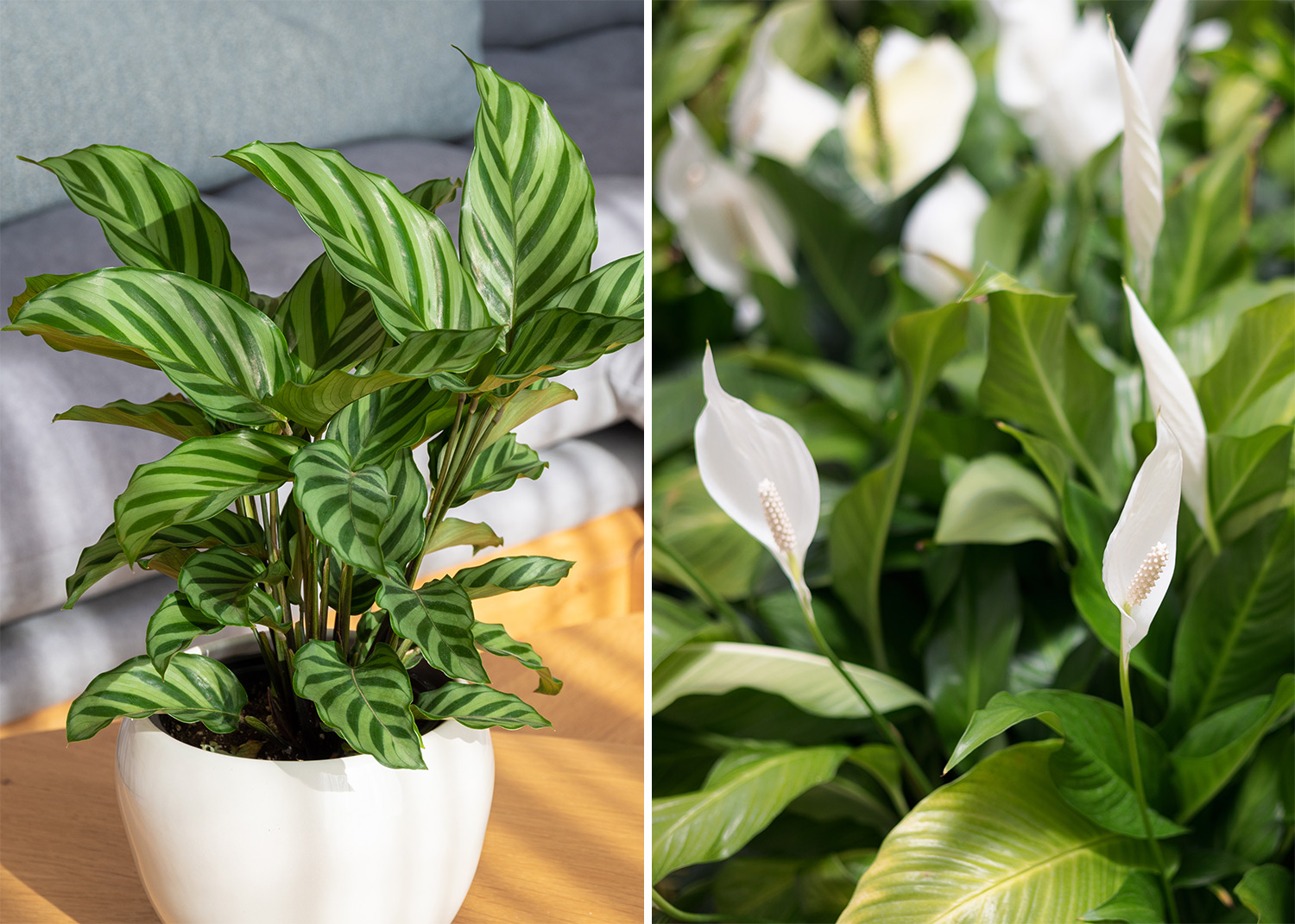 12 magnifiques plantes qui ne nécessitent pas beaucoup de lumière