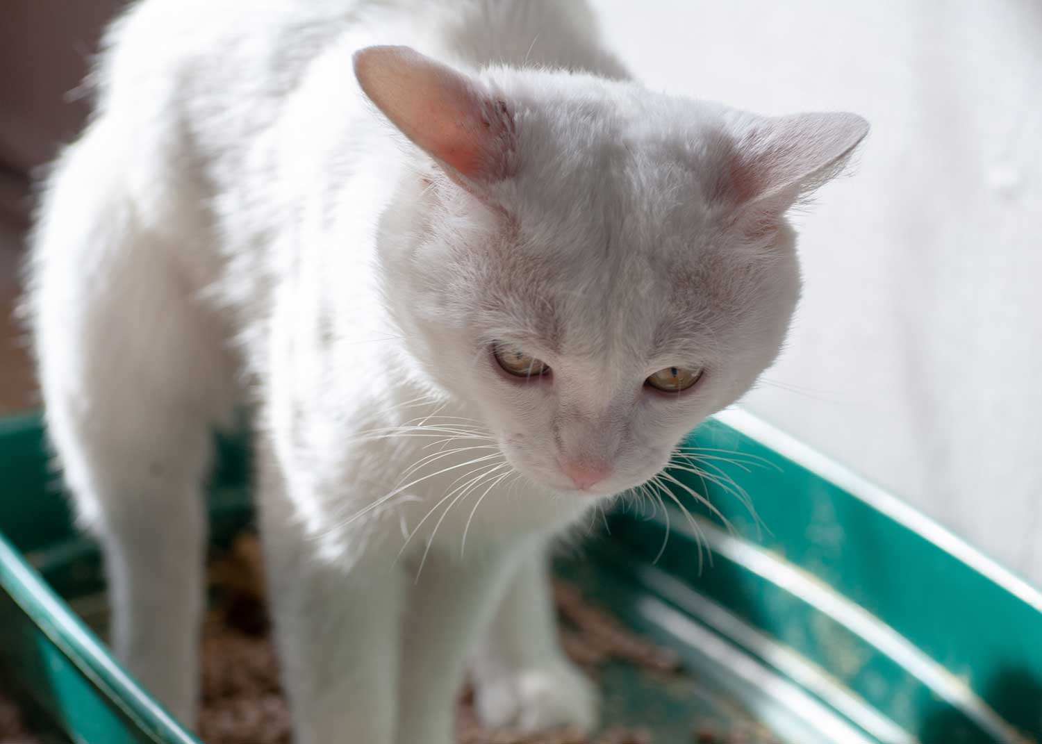 Chat constipé symptômes, causes, prévention et traitement