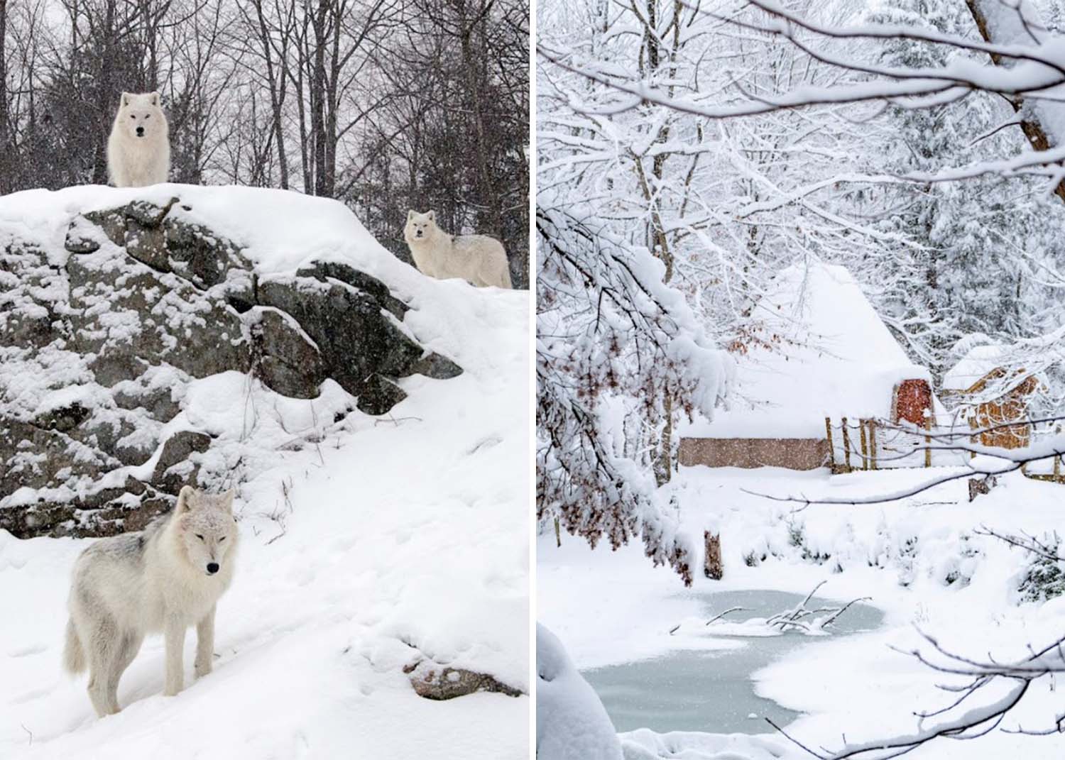 Nouveau au Parc Oméga: vous pourrez dormir avec les loups arctiques cet hiver