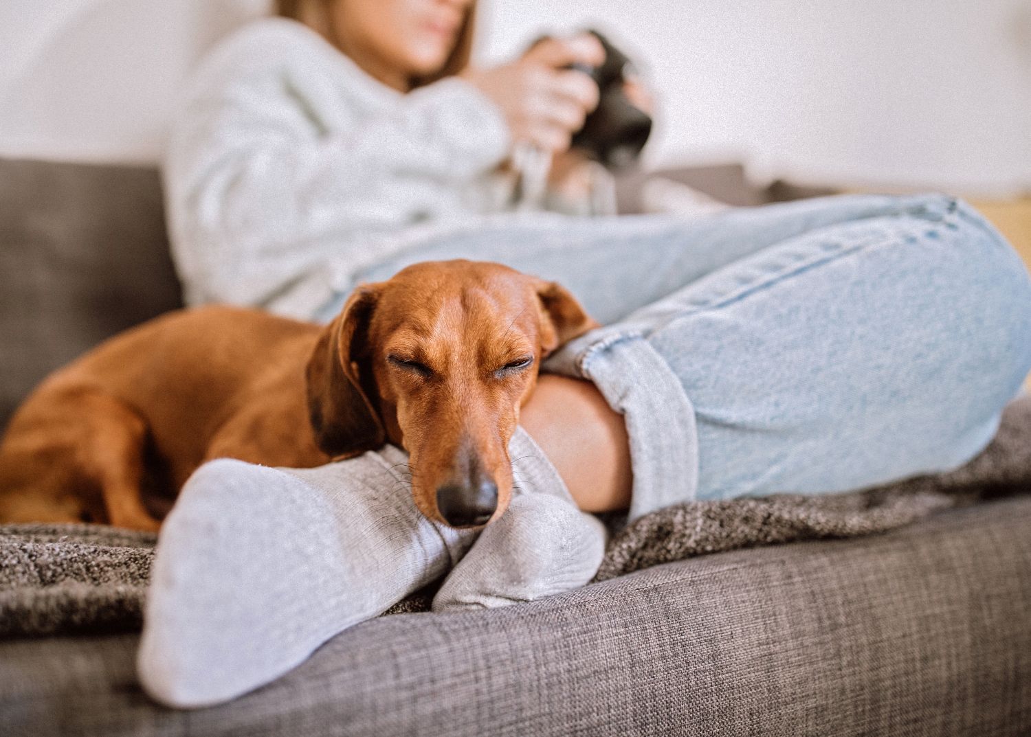 15 gadgets et produits pour animaux que je ne regrette pas d'avoir achetés