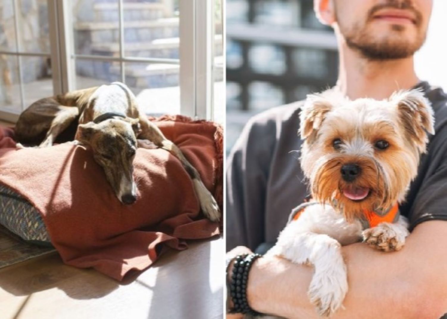 Les 12 meilleures races de chien pour la vie en appartement