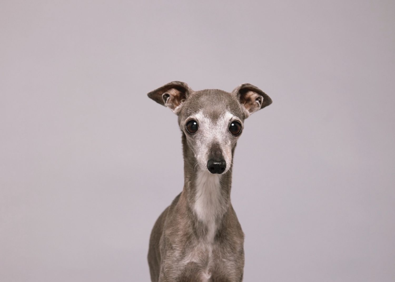 Le chien le plus populaire du web s’est éteint: ses propriétaires montréalais confirment son décès