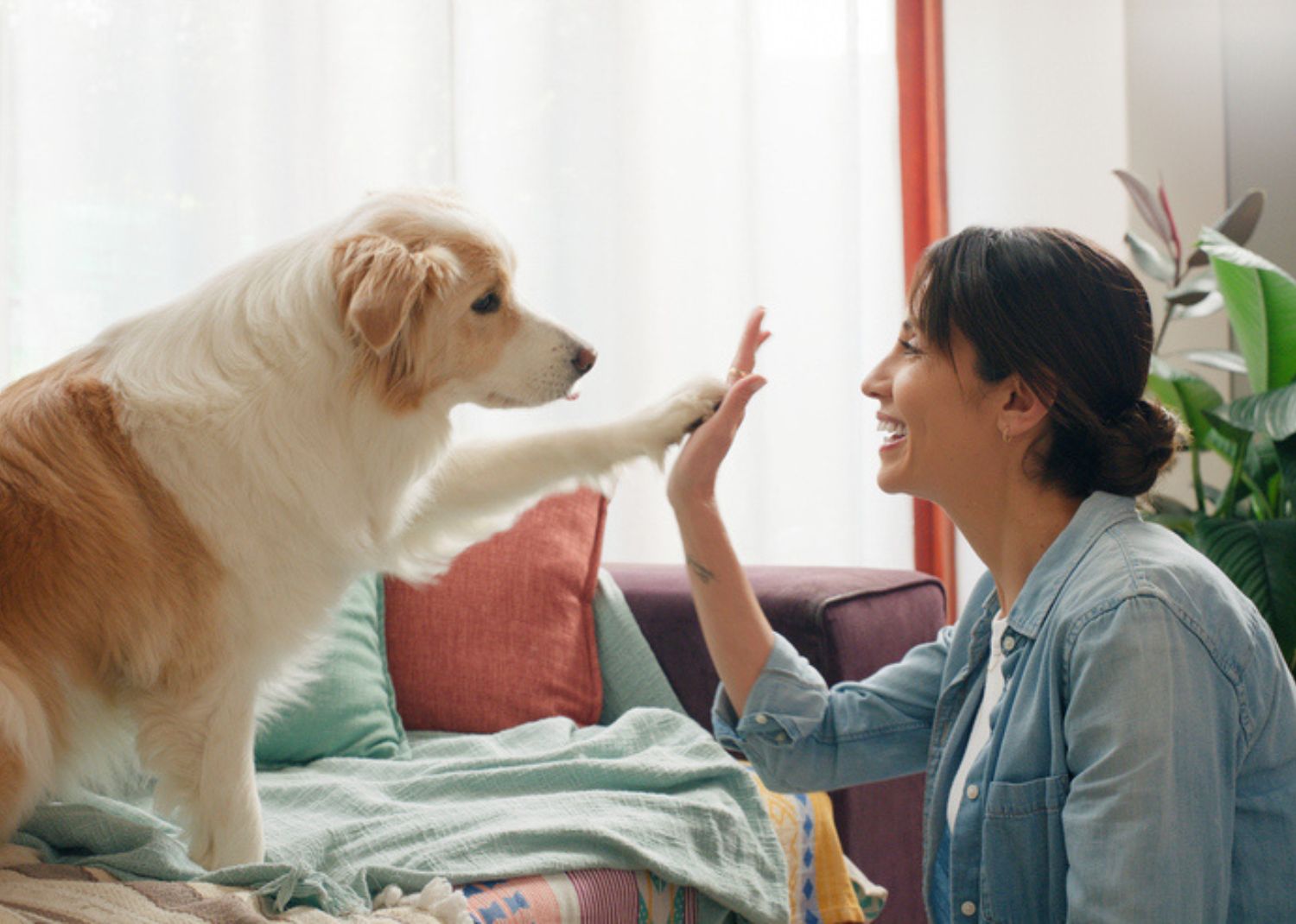 Combien ça coûte faire cloner son chien?